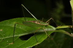 Engonia