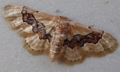 Idaea gemmata