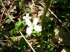 Cardamine bulbosa