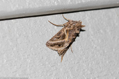 Autographa flagellum