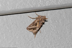 Autographa flagellum