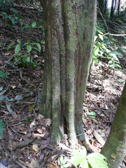 Grossera vignei