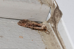 Eueretagrotis attentus