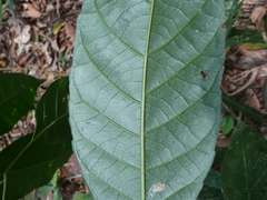Grossera vignei