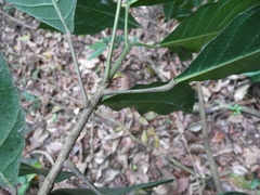 Grossera vignei