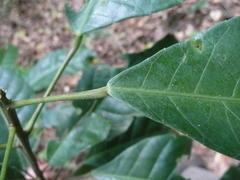 Grossera vignei