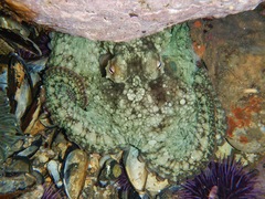 Octopus bimaculatus