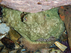 Octopus bimaculatus