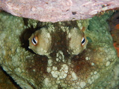 Octopus bimaculatus