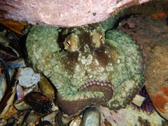 Octopus bimaculatus