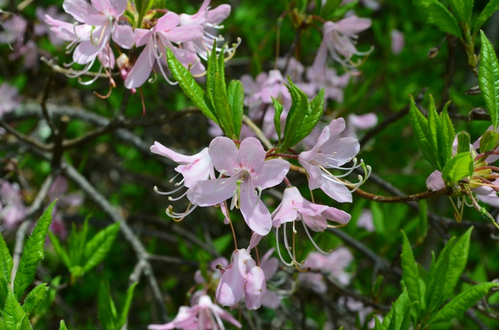 Rhododendron vaseyi