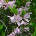 Rhododendron vaseyi - Photo (c) Evan M. Raskin,  זכויות יוצרים חלקיות (CC BY), הועלה על ידי Evan M. Raskin