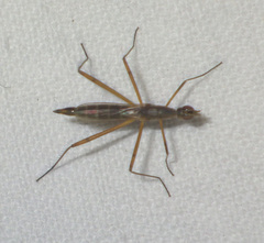 Micropeza lateralis