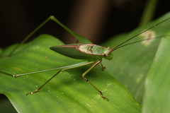 Engonia