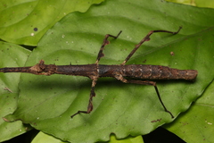 Ceroys perfoliatus