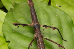 Ceroys perfoliatus