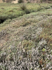 Chloropyron molle molle