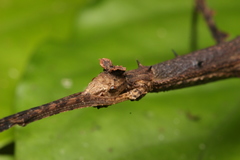 Ceroys perfoliatus