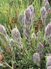 Chloropyron molle molle