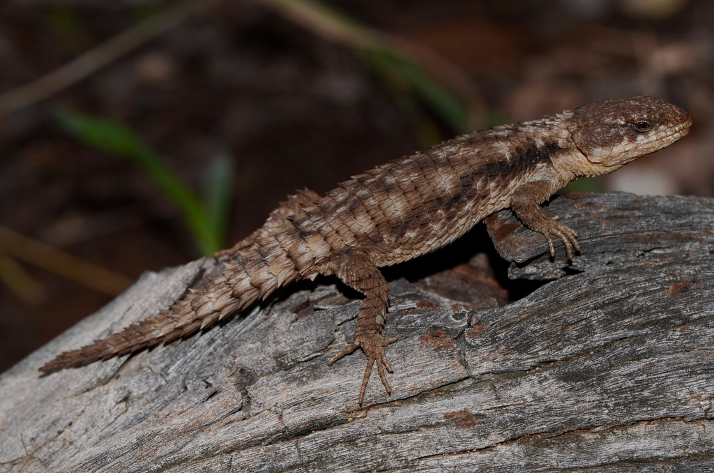 Jones' Girdled Lizard