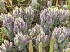 Chloropyron molle molle