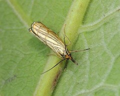 Chrysocramboides craterella