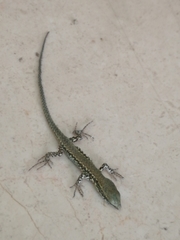 Podarcis muralis