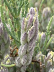 Chloropyron molle molle