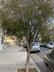 Blepharocalyx salicifolius