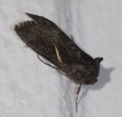 Vittaplusia vittata