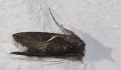 Vittaplusia vittata