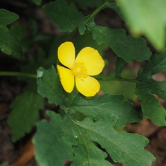 Stylophorum diphyllum