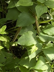 Dioscorea villosa
