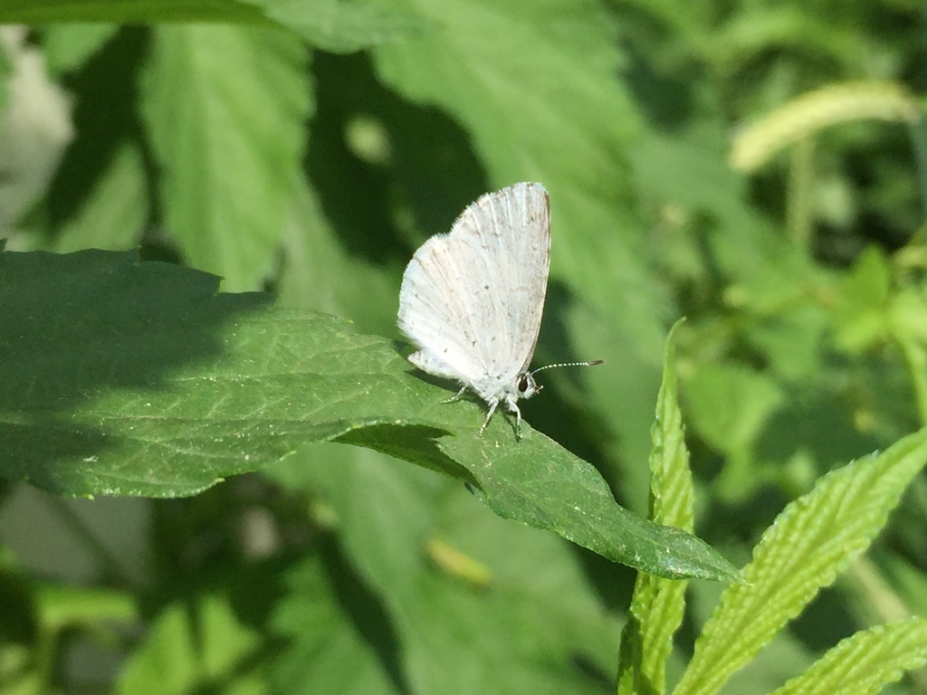 Hops Azure