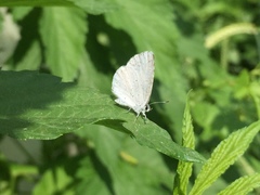 Celastrina humulus