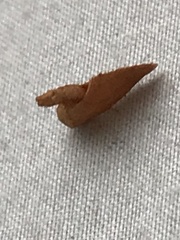 Tortricidia testacea