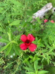 Linum grandiflorum