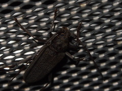 Stromatium longicorne