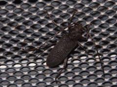 Stromatium longicorne