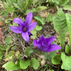 Campanula glomerata