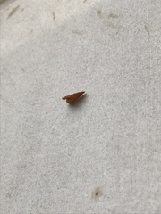 Tortricidia testacea