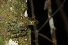 Itapotihyla langsdorffii