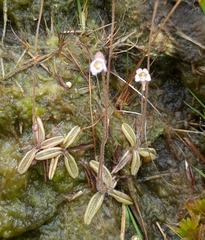 Pinguicula lusitanica
