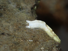 Spirobranchus lamarcki