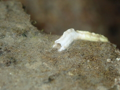 Spirobranchus lamarcki