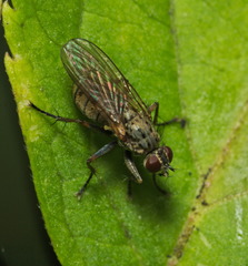 Coenosiinae