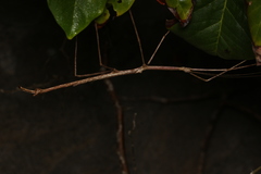 Cladomorphus phyllinus