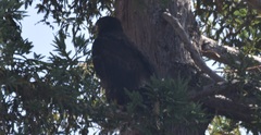 Haliaeetus leucocephalus