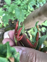 Dasineura communis