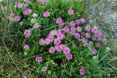 Pimelea rosea